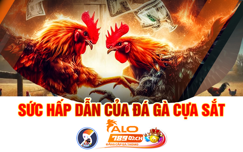 Sức hấp dẫn trong đá gà cựa sắt