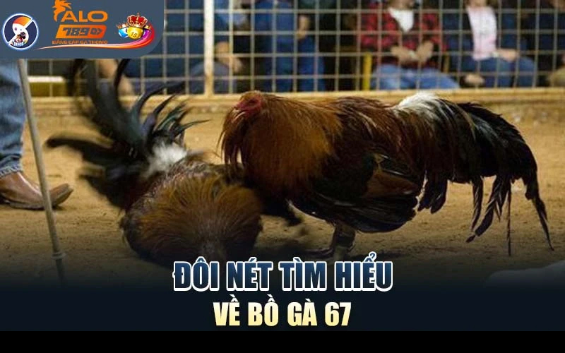 Tìm hiểu về Bồ gà 67